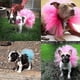 thumbnail image 4 of Mascota Cachorro Perro Pequeño Falda De Encaje Princesa Vestido Tutú Ropa Disfraz Lindo Pet Shop Tudo Para Caes Ropa Para Cachorros Vestido Para Perro, L, Azul, 4 of 5