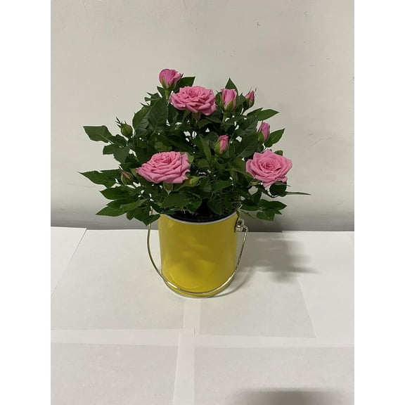 4" Live Mini Pink Rose Bush in 4" Yellow Paint Can Metal Gift Container