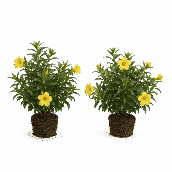 Dwarf Allamanda Live Plants - Set of 2 Starter Plants, Golden Trumpet Flowering Vine, Full Sun, Ships Bare Root, No Pot