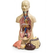 Walter Products Sexless Human Torso, 12 Parts