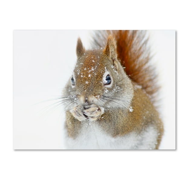 Trademark Fine Art Christmas Squirrel Canvas Art By Mircea Costina Walmart Com Walmart Com