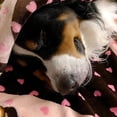 thumbnail image 2 of Manta para perros Snuggle Puppy SmartPetLove para perros pequeños, 2 of 6