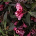 thumbnail image 4 of Spilled Wine Weigela-Compact Shrub-Vibrant Foliage  3 Gallon, 4 of 22