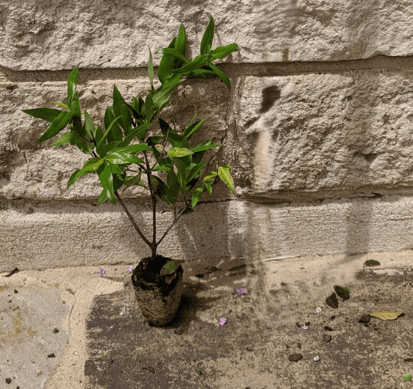 Carolina Jasmine Plant Live for Planting, Jasmine Flower Plant for Outdoor 4 to 6 Inch Tall