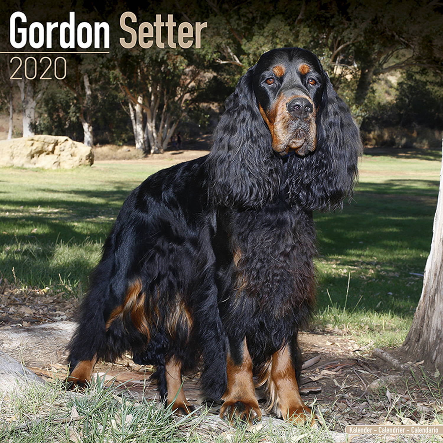 Gordon Setter Calendar 2020 - Gordon Setter Dog Breed ...
