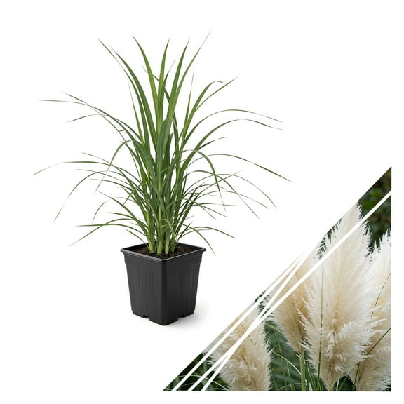 Live Ornamental Perennial Grass - White Pampas - Showy Accent Plant - 12" Tall by 6" Wide in 1.5 Quart Pot