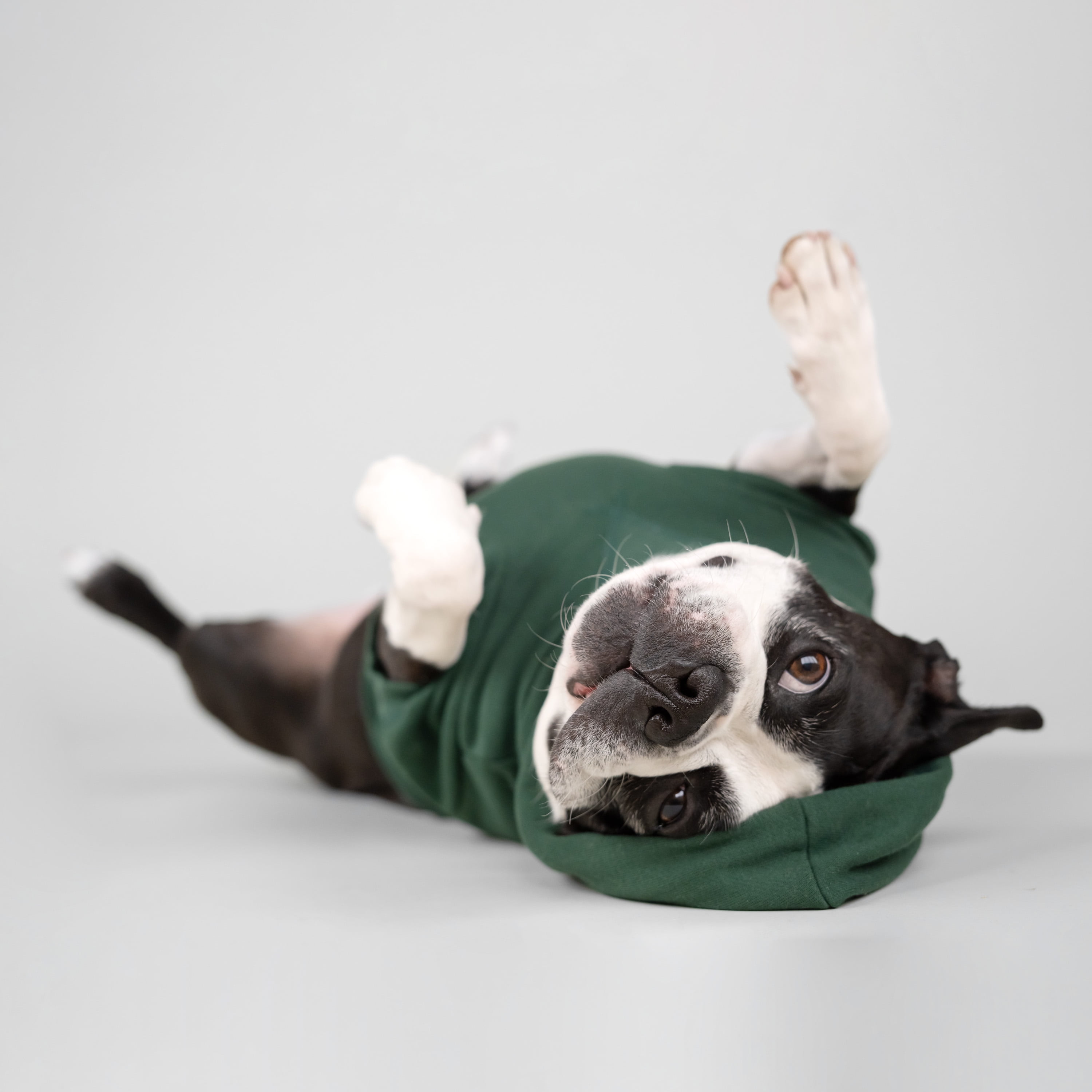 Gap Pet Dog Clothes, Classic Gap Logo Pet Hoodie, Green, Large