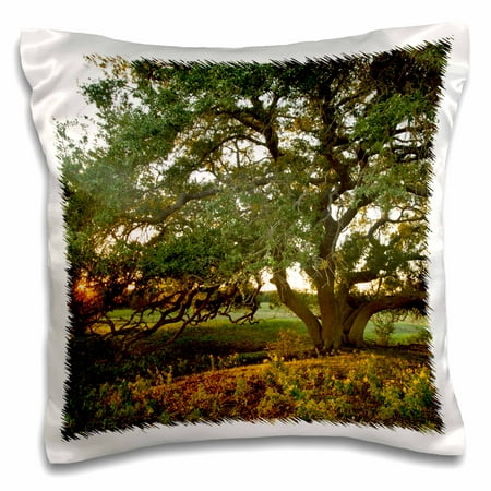 3dRose Live oak tree at sunset, central Texas, USA - US44 LDI0969 - Larry Ditto - Pillow Case, 16 by