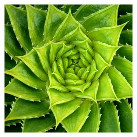 - West of the Wind Spiral Aloe Outdoor Canvas Wall Art