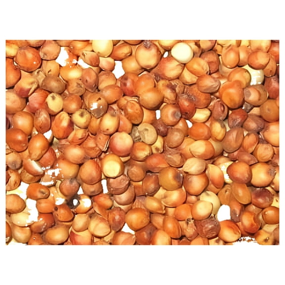 Milo 5 lbs Grain Sorghum Plant Seeds