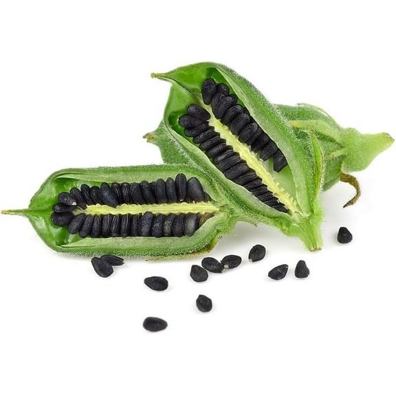 CZ Grain 500 Kurogoma Black Sesame Plant Seeds, Heirloom, Non-GMO
