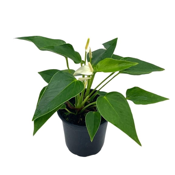 Florida House Plants Anthurium White Live Plants in 4" Pot