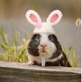 thumbnail image 5 of GYTY Mini Knit Pet Hats for Mice Birds Lizards Squirrels Guinea Pigs Sugar Gliders - Adjustable Lanyard - Cute Accessories for Small Animals for Pet Parties Daily Fun! (Carrot), 5 of 7