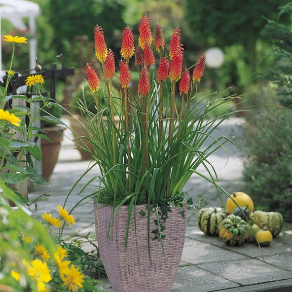 Van Zyverden Red Hot Poker Patio Kit with Decorative Rattan Planter, Planting Medium and 1 Plant Root Multicolor Full Sun Perennial Pollinator 8 lbs