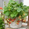 Garden State Bulb Tristar Everbearing Strawberry Bare Root Crowns, Non