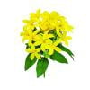 Y-Yellow