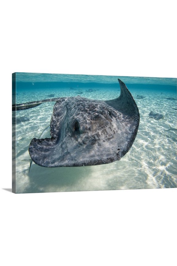 Paul Souders Premium Thick-Wrap Canvas entitled Cayman Islands, Grand Cayman Island, Southern Stingray at Stingray City