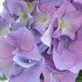 thumbnail image 3 of "Endless Summer Pink Hydrangea, 18""-24"" Tall, 3 of 4