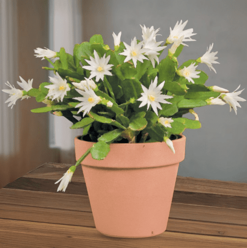 White Easter Cactus Plant Live for Planting, Easter Cactus Flower Plant for Indoor Outdoor 4 to 6 Inch Tall