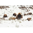 thumbnail image 2 of Spice, Josh 24x17 Black Ornate Wood Framed with Double Matting Museum Art Print Titled - Bison group in snow, Yellowstone National Park, 2 of 4