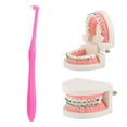 thumbnail image 5 of 3pcs Orthodontic Toothbrush Small Head Teeth Braces Dental Cleaning ToothbrushRose Red, 5 of 5
