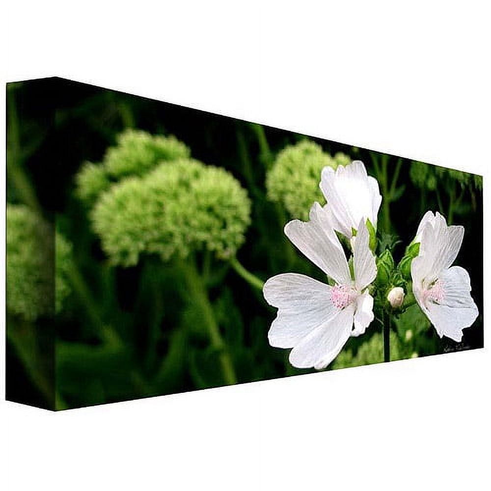 Trademark Art "White Mallow" Canvas Art by Kathie McCurdy