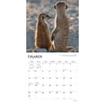 thumbnail image 3 of Meerkats | 2024 12x24" (Hanging) Monthly Square Wall Calendar | BrownTrout, 3 of 8