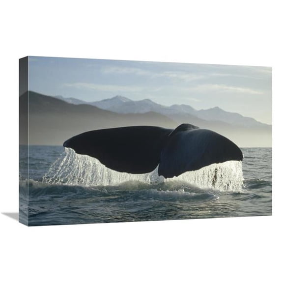 16 x 24 in. Sperm Whale Tail, New Zealand Art Print - Flip Nicklin