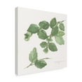 thumbnail image 2 of Trademark Fine Art 'Oregano' Canvas Art by Chris Paschke, 2 of 3