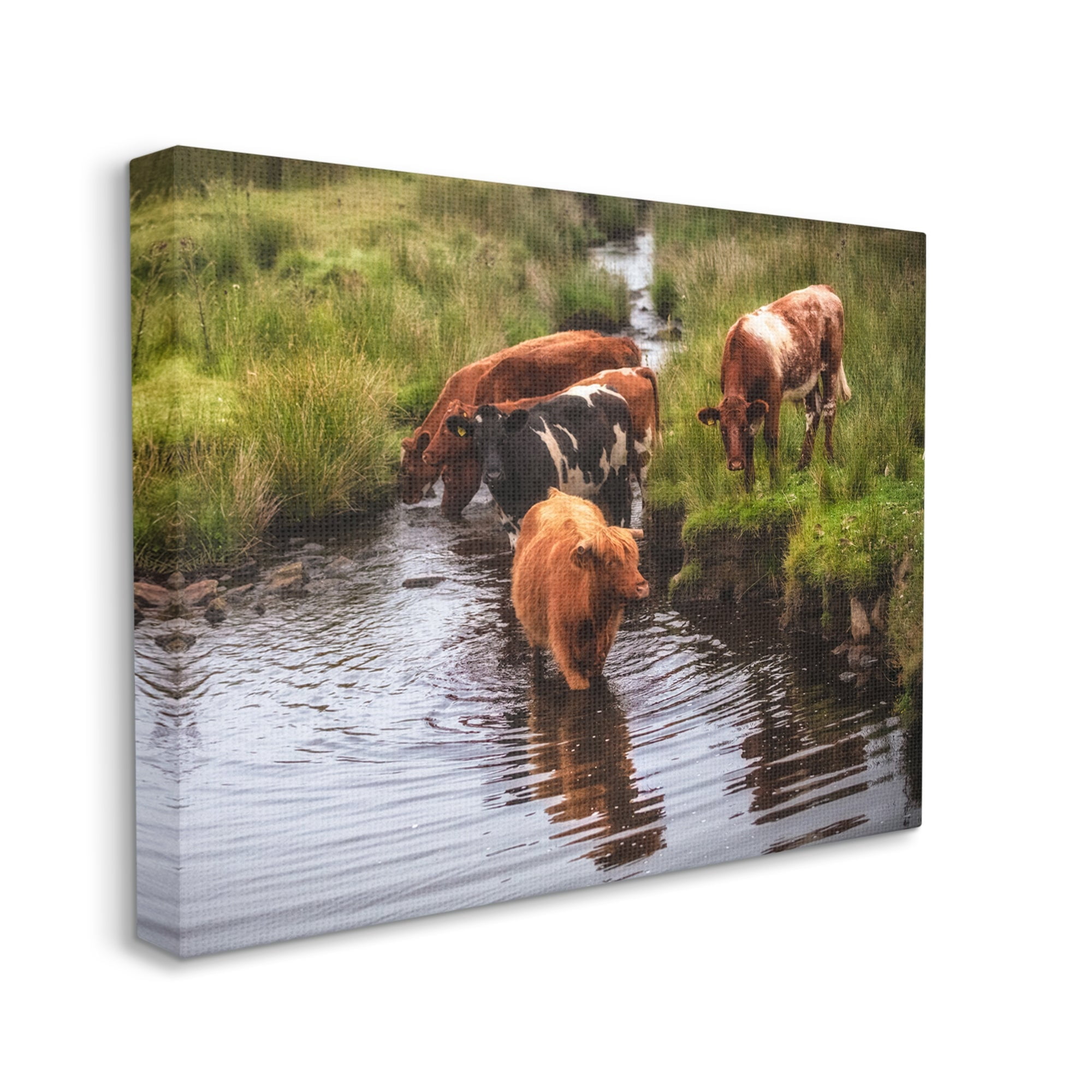 Stupell Industries Rural Cattle Enjoying Stream Water Between Grassland Photograph Gallery Wrapped Canvas Print Wall Art, Design by James Dobson