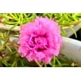 thumbnail image 4 of Seedville 100 Moss Rose 'Portulaca Grandiflora' Plant Seeds, 4 of 8
