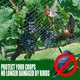 thumbnail image 3 of Red de protección de pájaros para árboles frutales de 2 x 10 m de nailon, 3 of 8