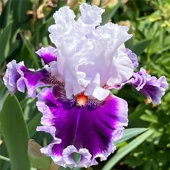 Beautiful Rainbow Iris-Gift Garden-Home Decoration-Bloom Year After Year-(Non-Artificial)-Ornamental-Premium Garden Stakes
