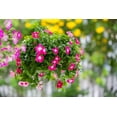thumbnail image 4 of Seedville 100 Dwarf Rose Periwinkle Flower Seeds, 4 of 7