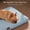 Blue, variant on Orthopedic Dog Bed for Large Dogs – Egg Crate Foam Pet Mattress with Waterproof Liner, Soft Short Plush Removable Cover & Non-Slip Bottom, Machine Washable