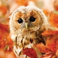 thumbnail image 2 of Otter House 1000 Piece Puzzle - Tawny Owl, 2 of 2