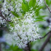 Brighter Blooms - Chinese Fringe Tree, 4-5 ft. - No Shipping to AK, AZ, HI