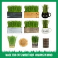 thumbnail image 5 of The Cat Ladies Organic Cat Grass Growing Kit with Natural Chews, White Wooden Planter, 5 of 10
