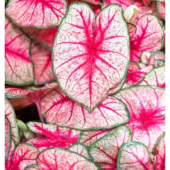 6 Fiesta Caladium Bulbs for Planting (6 Bulbs)