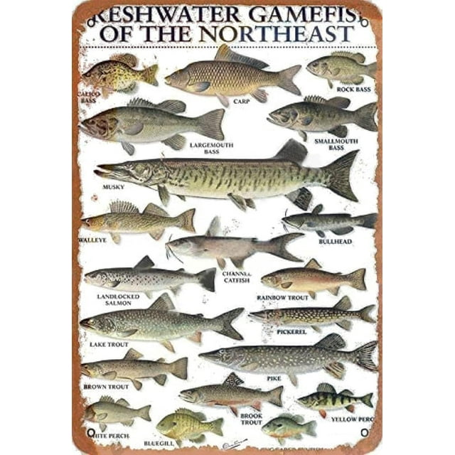 Tin Signs Freshwater Gamefish of The Northeast Retro Metal Sign Vintage Aluminum Sign for Home Coffee Wall Decor 8x12 Inch