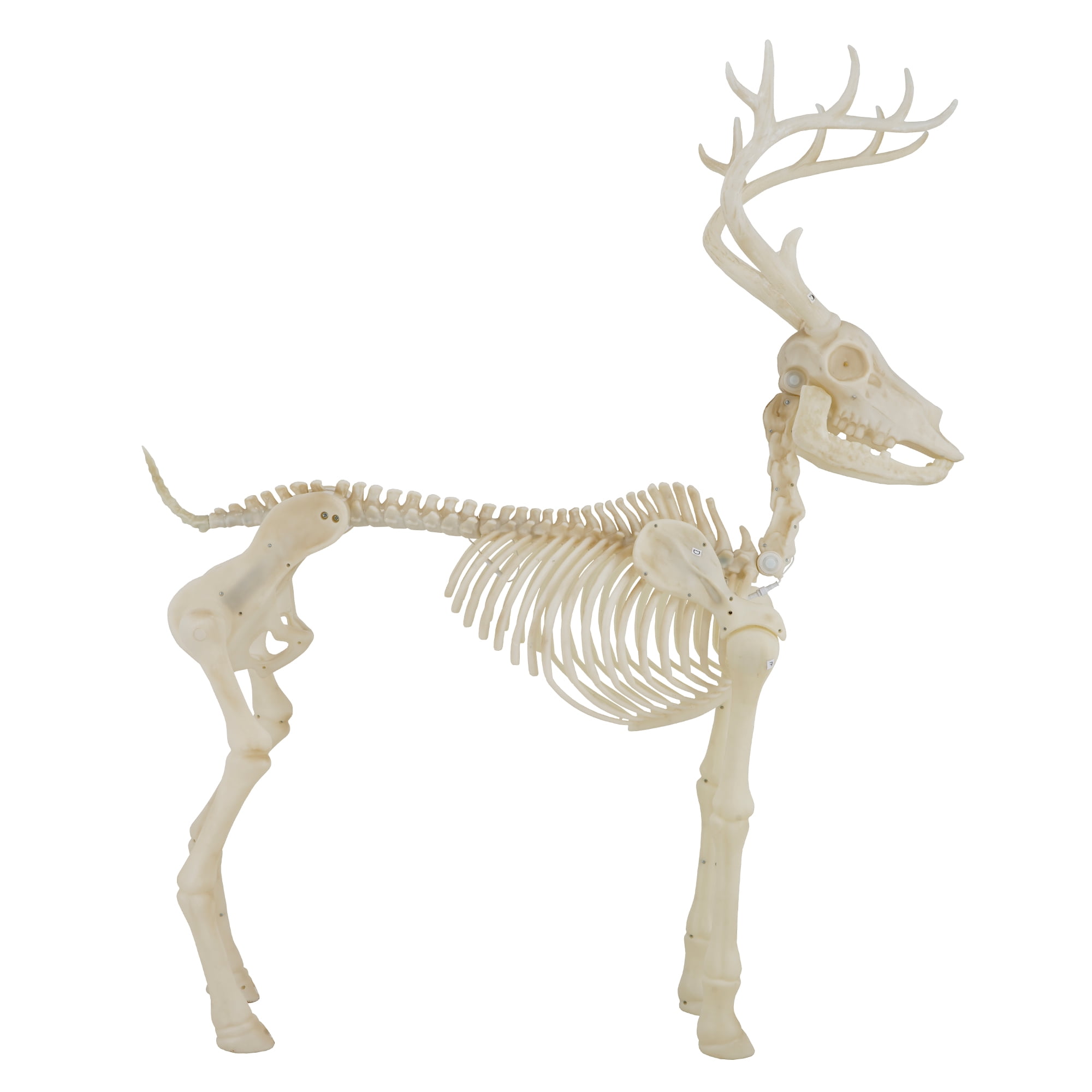 LED Illuminated Deer Skeleton, 60-inch, Halloween Decoration, by Way to Celebrate