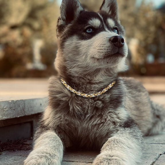 Solid Gold Plated Titanium Magnetic Dog Collar, Link Dog Collar, Chain Dog Collars, Pet Jewelry Decorations for Small Medium Large Dogs, Width:7mm