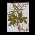 thumbnail image 5 of EHJRE 12 Pack Real Pressed Dried Flowers Pea Tendrils for DIY Decoration Art Craft, 5 of 9