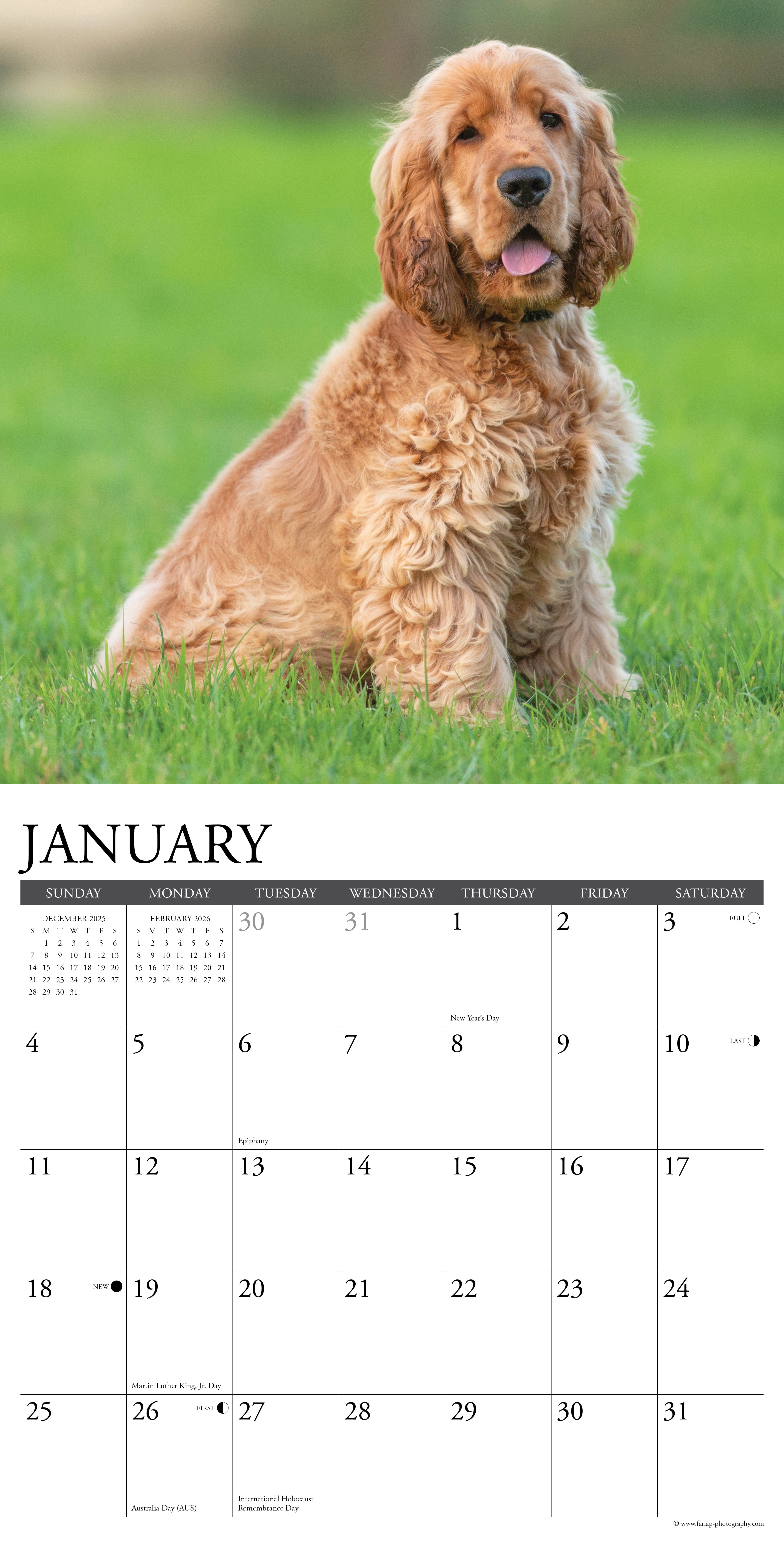Cocker Spaniels 2026 Wall Calendar, (Paperback)