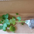 thumbnail image 2 of Set 2 Caroline Red Raspberry Plants Live, Sweet Raspberries Fruit Seedlings, Size 5-8 Inch Tall for Planting, 2 of 8