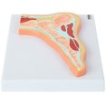 thumbnail image 4 of Axis Scientific Foot and Ankle Joint Cross Section Anatomy Model, Anatomical Replica of the Foot and Ankle, Includes Product Manual, Students Medical Professionals Professors Display, 4 of 10