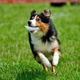 thumbnail image 3 of Jouets à Mâcher pour Chiens, Jouets Interactifs Indestructibles et Durables pour Chiens, Jouet à Mâcher pour Chiots Concombre Vert pour Petites et Grandes Races, 3 of 7