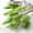Green, variant on Bunny Tail Grass Dried Bloom Twigs Multicolor Vase Filler for Living Room Indoor Boho Floral Arrangement Decor