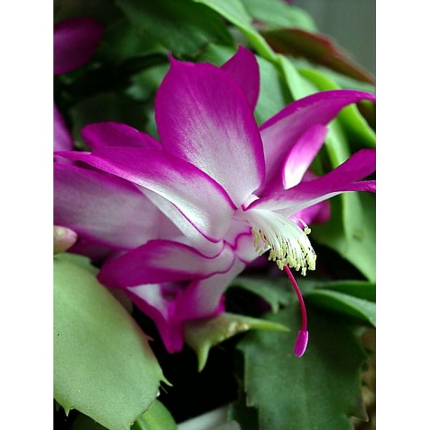 SUPER SALE Cyber Dancer Fuchsia Pink Christmas Cactus Plant