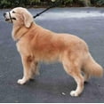 thumbnail image 4 of Multifunctional Figure 8 Padded Head Halter Walking Training Leather Stopper Slip Lead Dog Rope Leash (Turquoise), 4 of 8